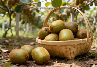 竹篮里的猕猴桃