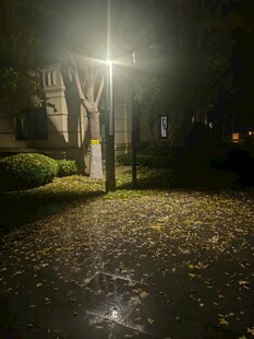 路灯下的落叶