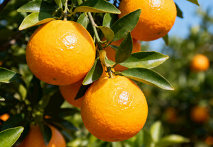 枝头的橙子
