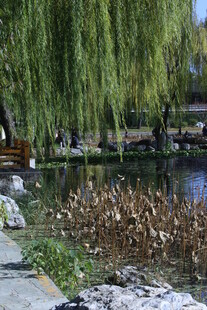 公园风景  