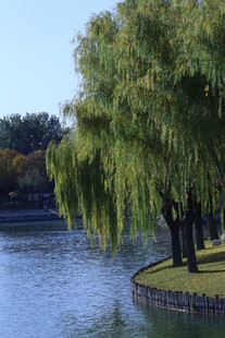 公园风景 