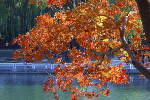 公园风景 