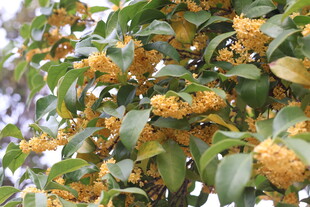 桂花