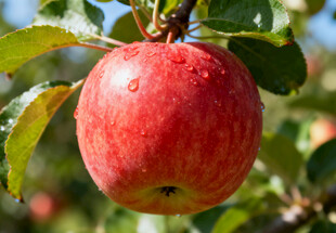 枝头红苹果