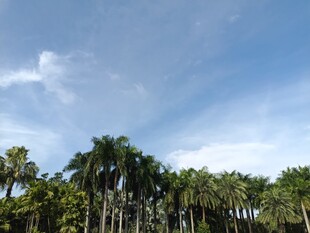 蓝天椰林风景