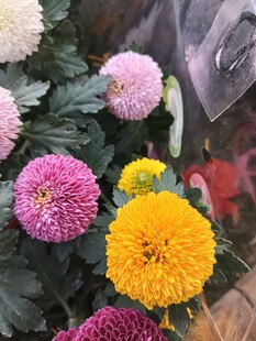 菊花