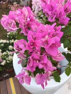 三角梅