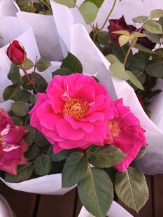 月季花