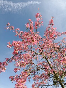 粉色繁花