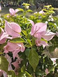 三角梅
