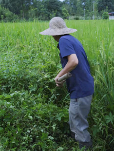 田间农民