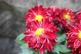 艳丽红菊花绽放