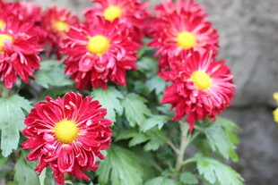 艳丽红菊花绽放