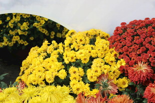 多彩菊花绽放