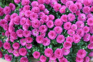 菊花绽放