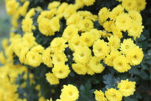 黄色菊花绽放
