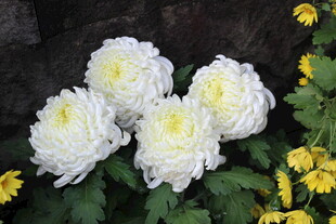 白色菊花绽放