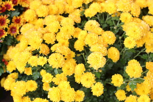 金黄小菊花绽放