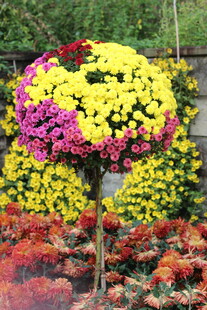 多彩菊花造型景观