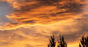 夕阳下的绚丽天空与树木