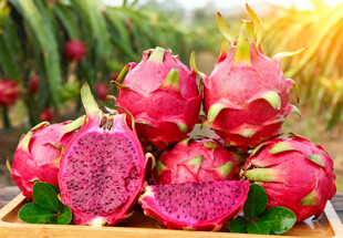 果园里的火龙果