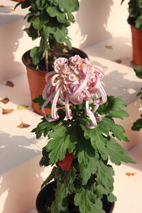 多彩菊花盆栽展示