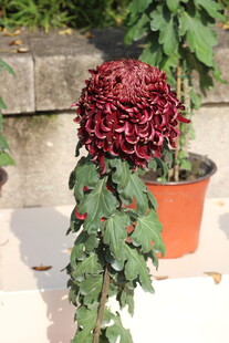 深红色菊花盆栽