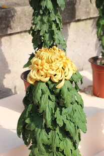 独枝黄菊绽于绿叶间