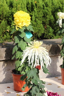 多彩菊花绽放