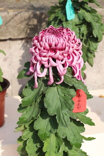 粉色菊花绽放