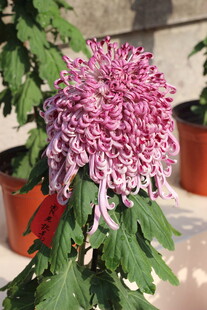 粉色菊花绽放