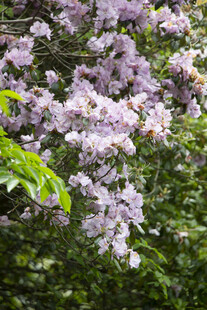马银花紫花绽放于绿叶间