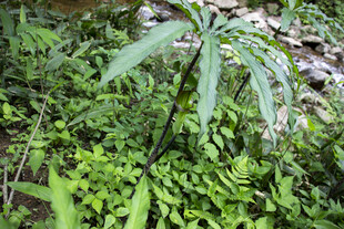 一把伞南星野外生长的绿色植物