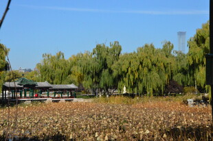 公园风景 