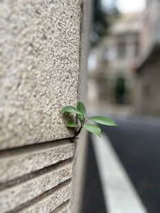 墙角的小草