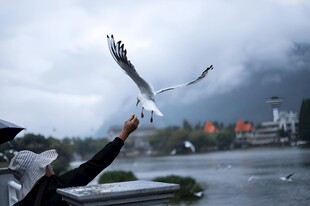 喂海鸥