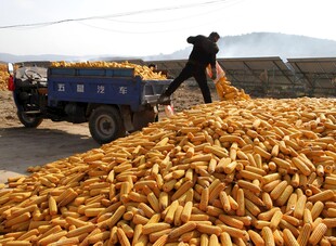 晒玉米