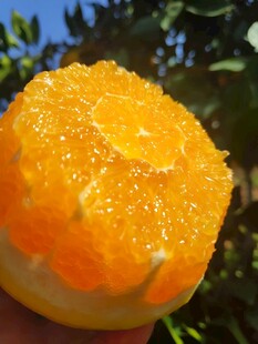 橙子