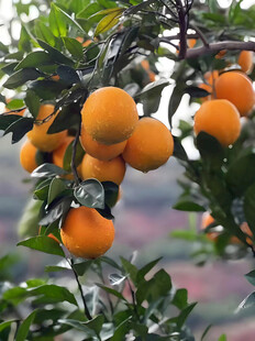 橙子栽培
