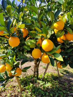 橙子栽培