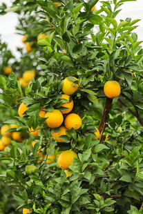 橙子栽培