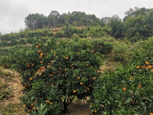 橙子栽培