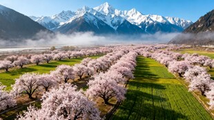 春日山谷烂漫桃花盛景