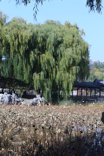 公园风景 