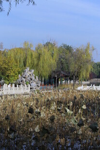 公园风景  