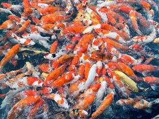 锦鲤鱼