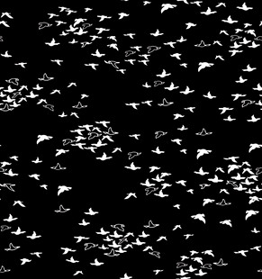 群鸟 黑白 画面 飞鸟