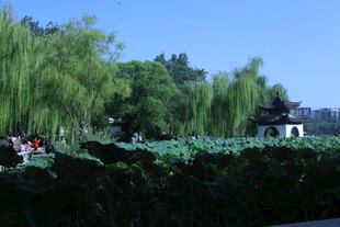 公园风景  