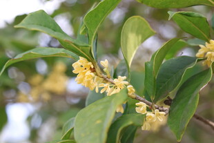 桂花枝头绽放