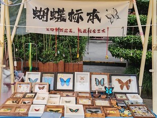 蝴蝶标本